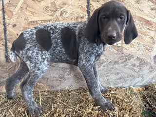 German Shorthaired Pointer dogs German Shorthaired Pointer Puppy 2 - Ad 31