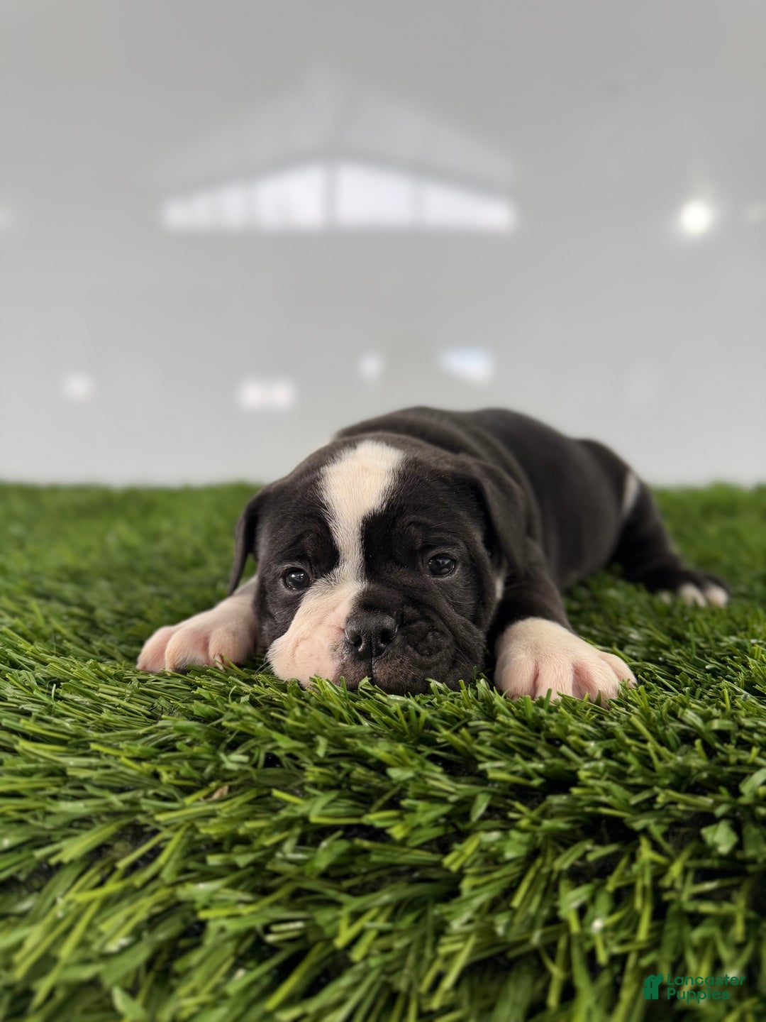 Olde English Bulldogge dogs for sale: Tysum - Ad 3