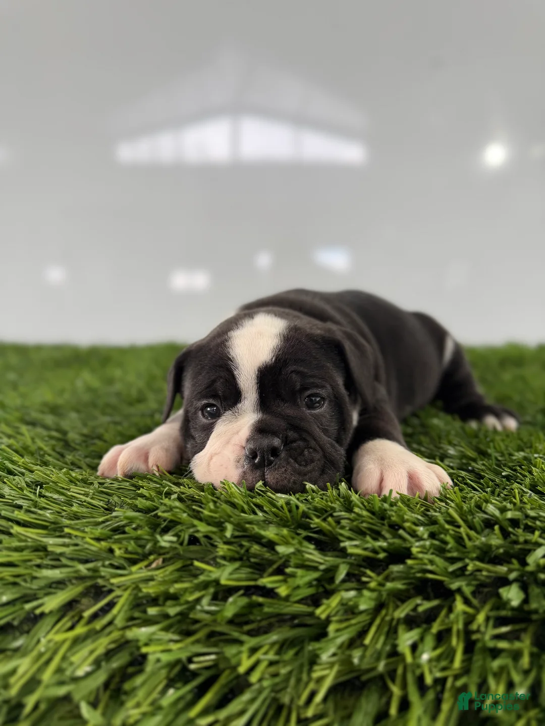 Olde English Bulldogge dogs for sale: Tysum - Ad 3