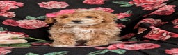 Cavapoo dogs for sale: Alyssa 10 lbs Full Grown - Ad 4