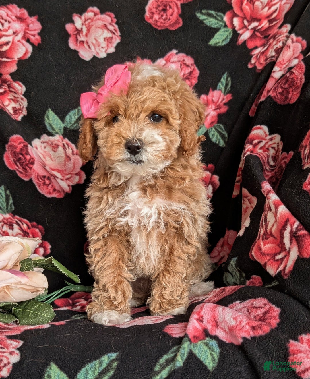 Cavapoo dogs for sale: Alyssa 10 lbs Full Grown - Ad 4