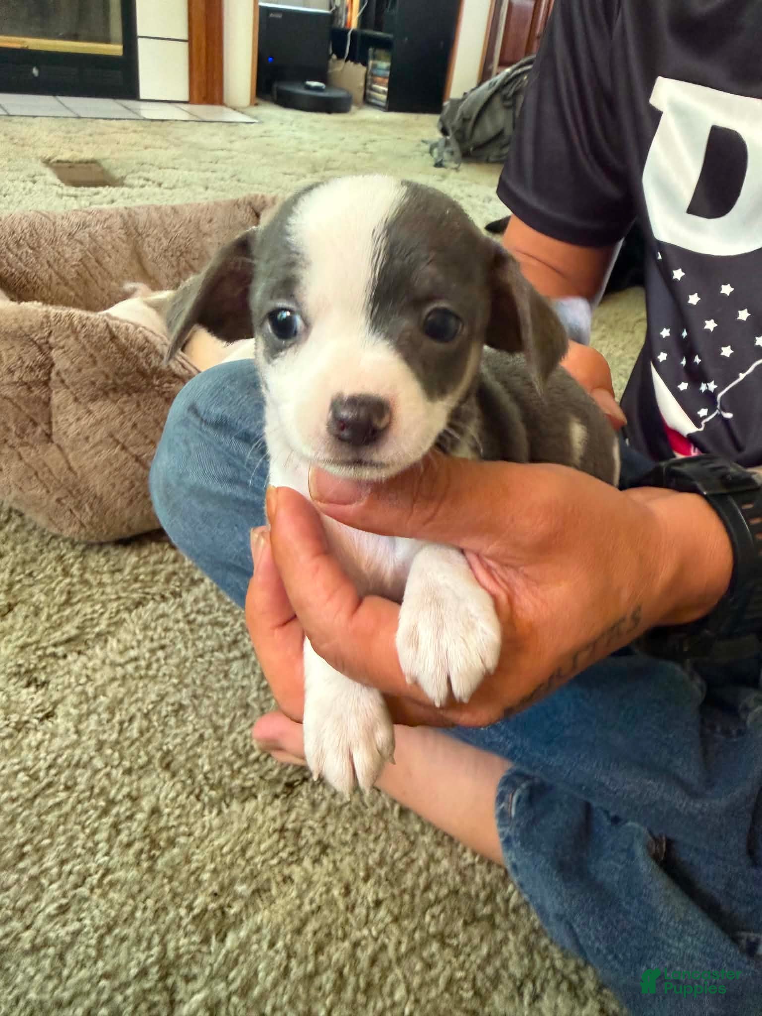Chihuahua dogs for sale: Chihuahua 5 - Ad 3