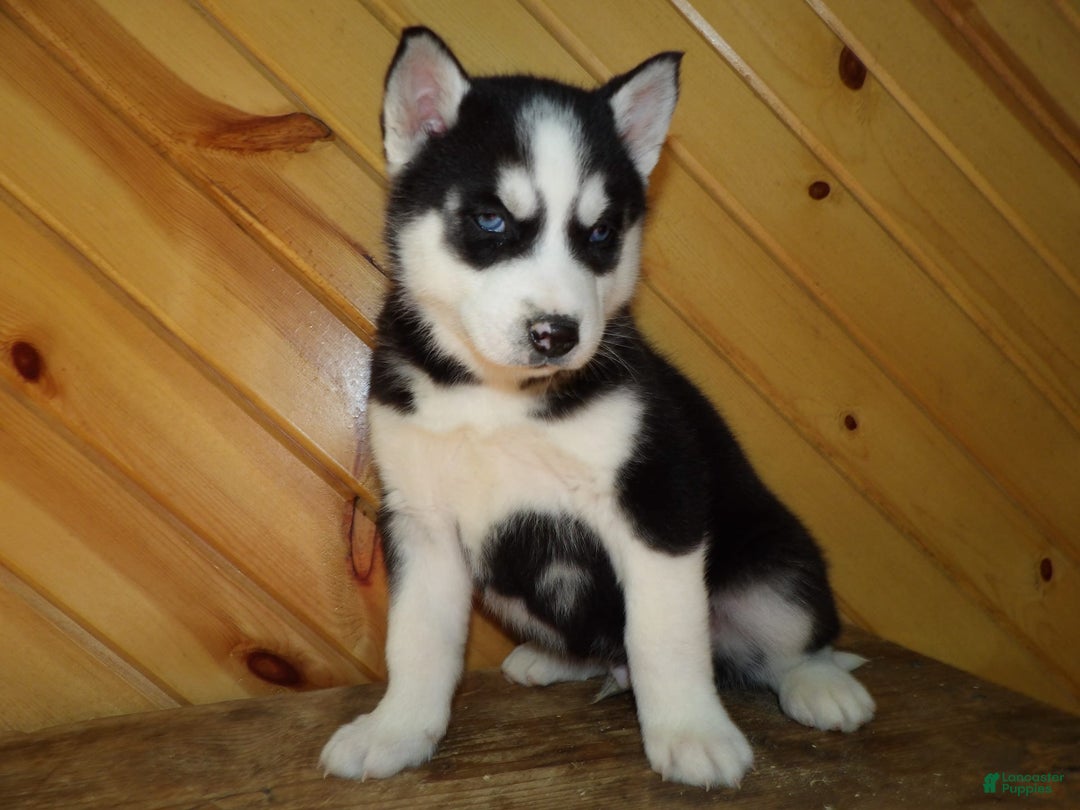 Gallery Image {{count}}