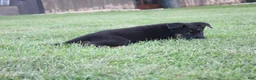 German Shepherd dogs for sale: Charlie - Ad 4