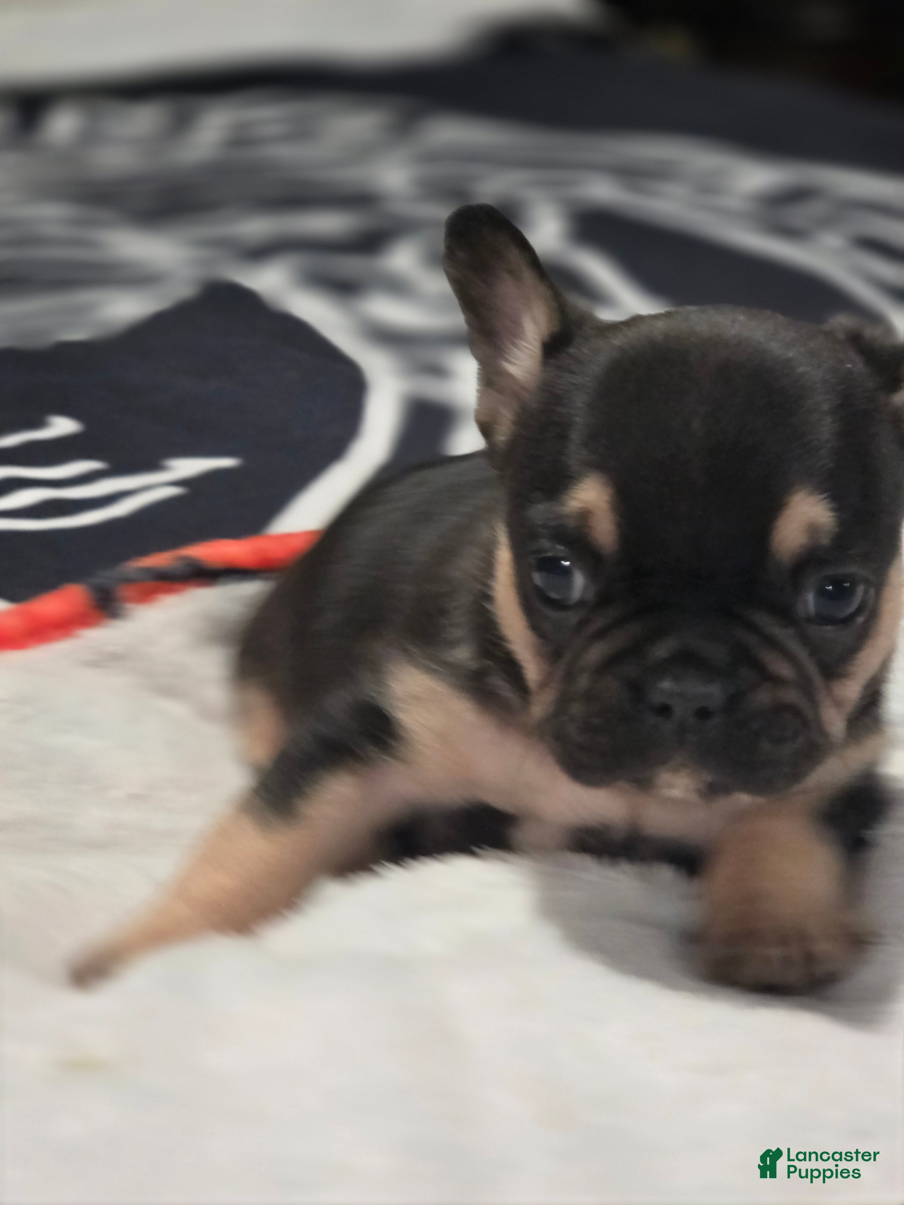 French Bulldog dogs for sale: French Bulldog Puppy 3 - Ad 4