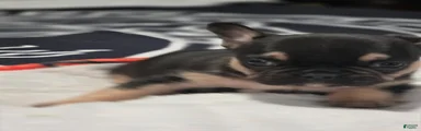 French Bulldog Puppy 3
