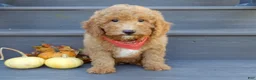 Mini Goldendoodle dogs for sale: Sammy - Ad 6