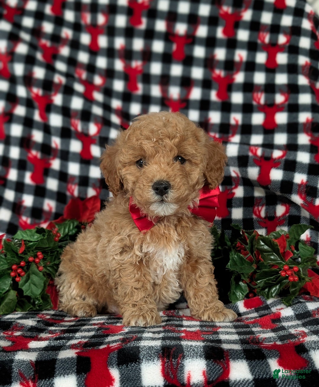 Havapoo dogs for sale: Blaze Ready for Christmas! - Ad 3