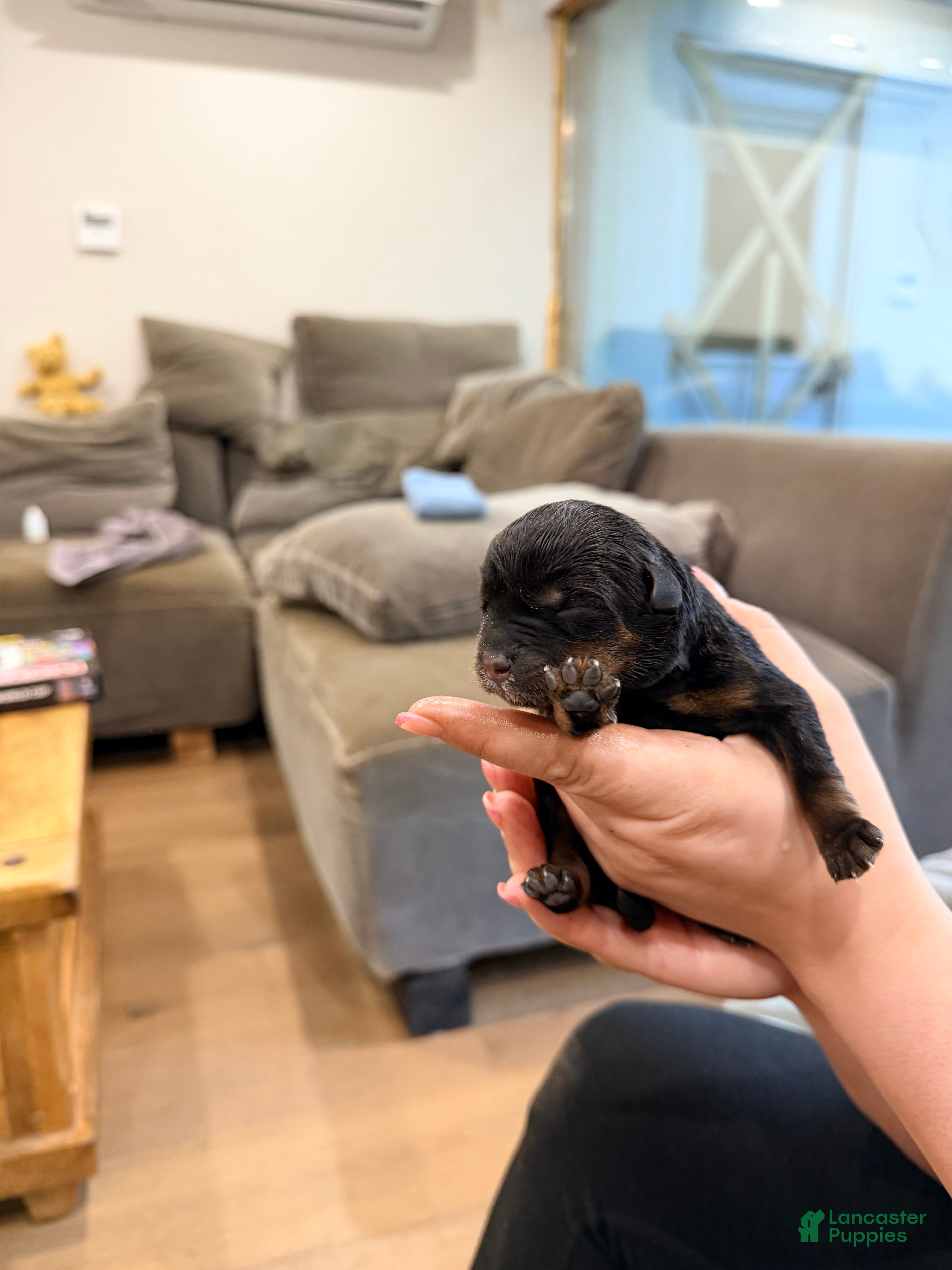 Rottweiler dogs Rottweiler 4 - Ad 7