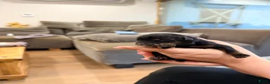 Rottweiler 4