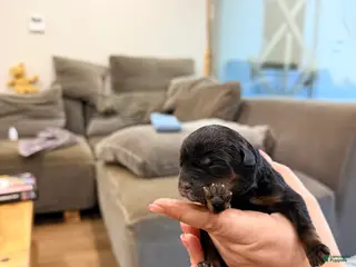 Rottweiler dogs Rottweiler 4 - Ad 7