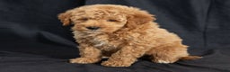 Mini Goldendoodle dogs for sale: Natalie - Ad 4