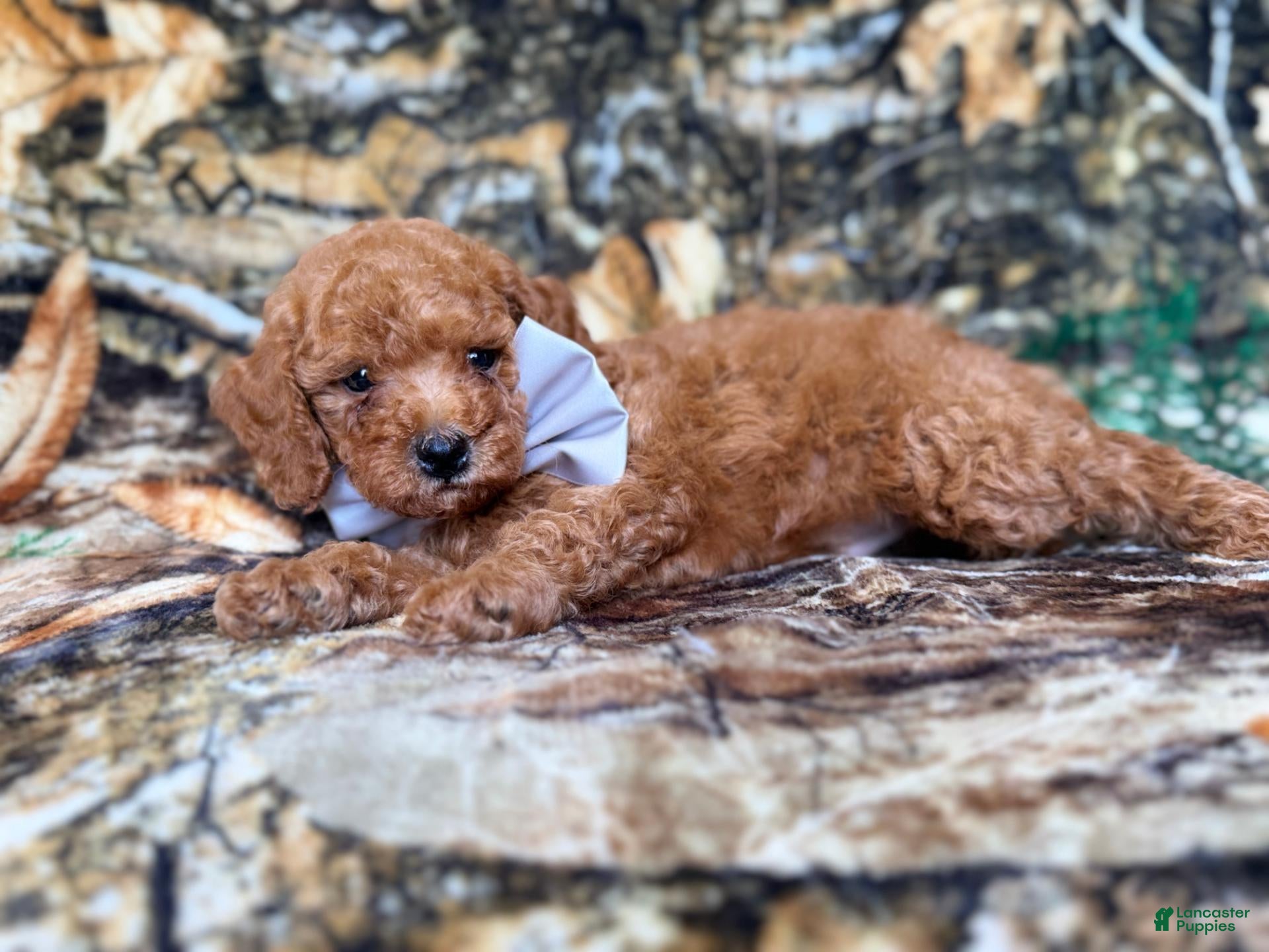 Cavapoo dogs Landon - Ad 10