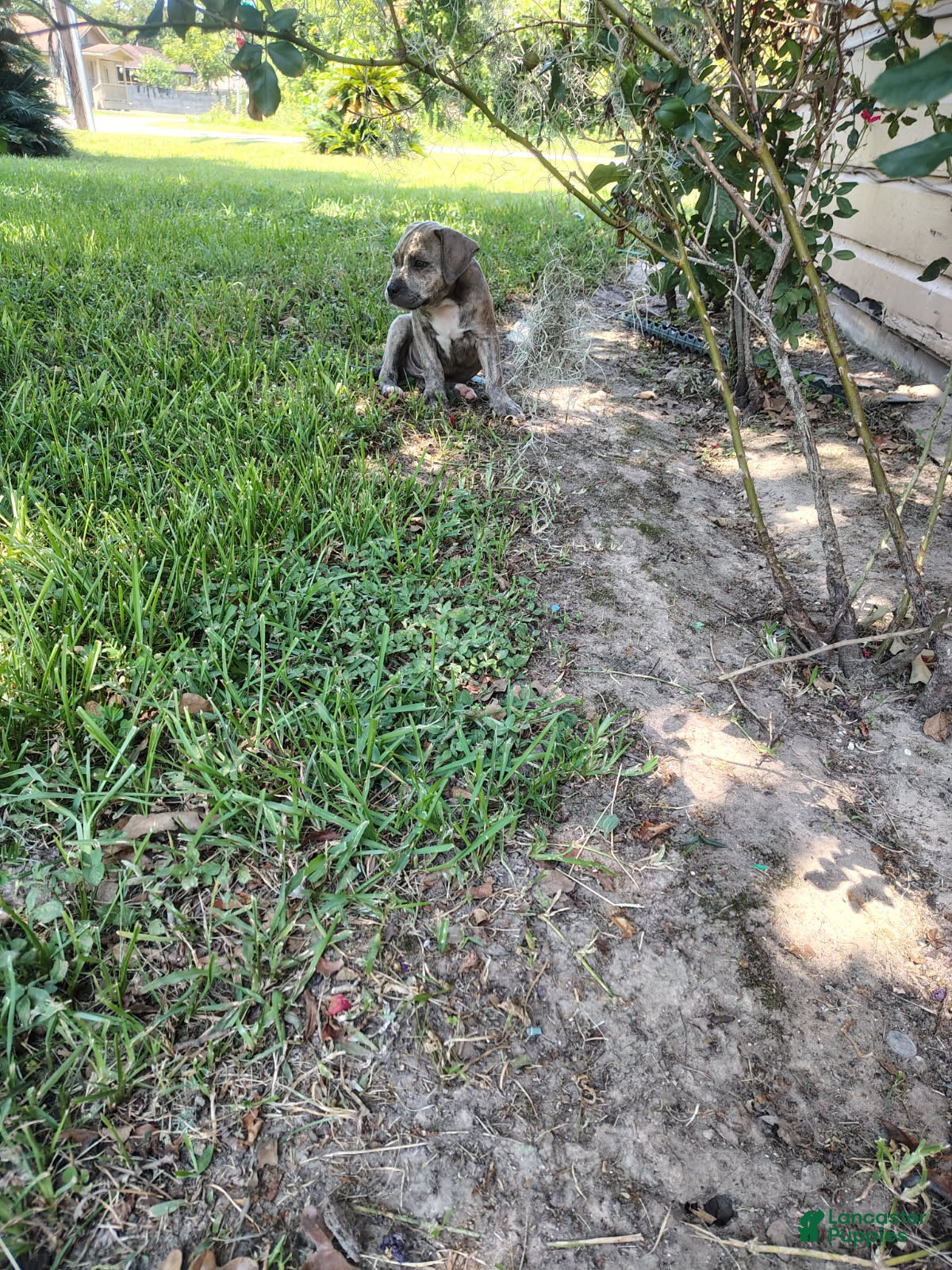 American Bully dogs American Pit terrier  - Ad 1