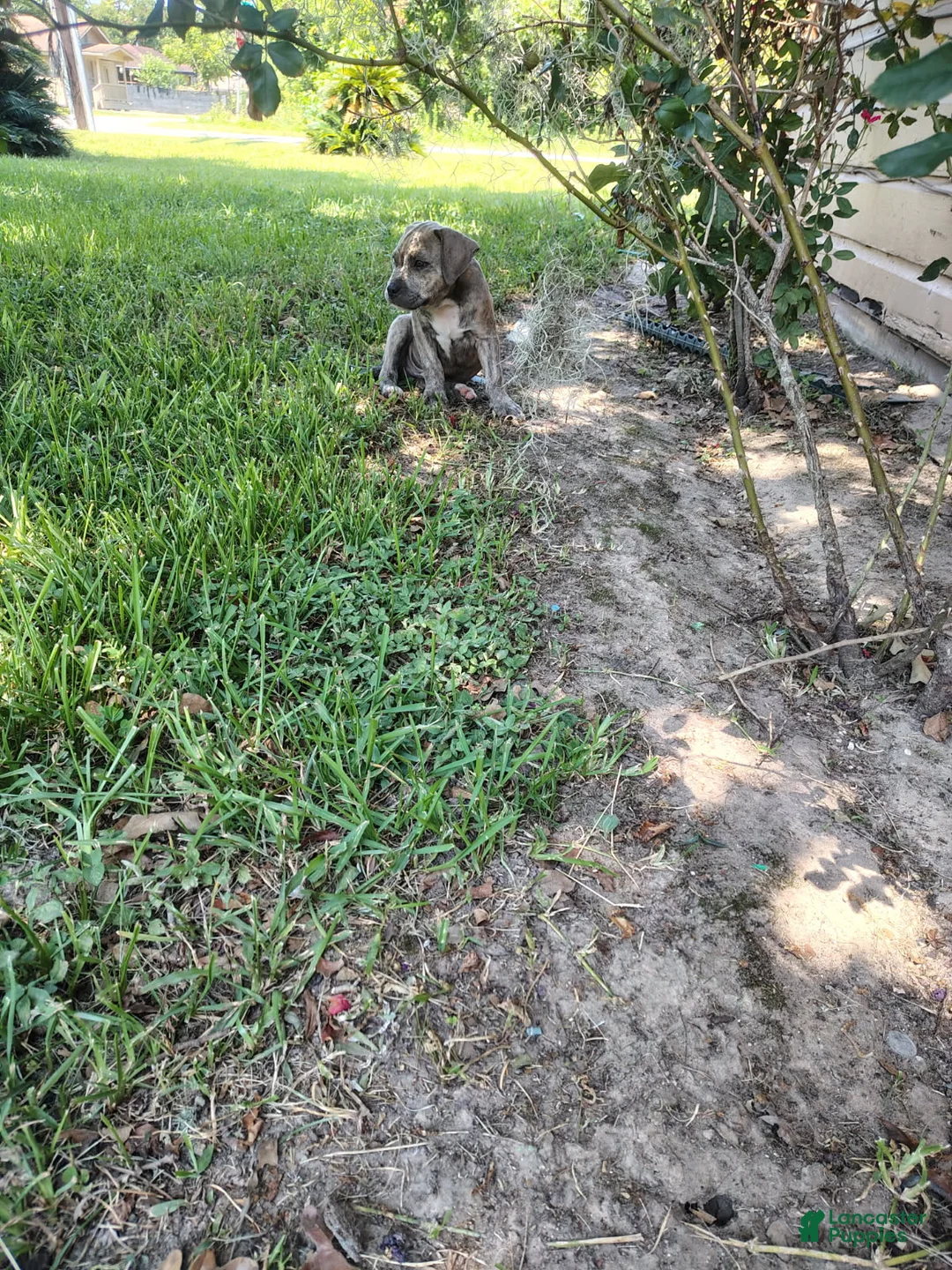 American Bully dogs for sale: American Pit terrier  - Ad 1