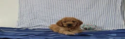 Mini Goldendoodle dogs for sale: Maverick - Ad 1