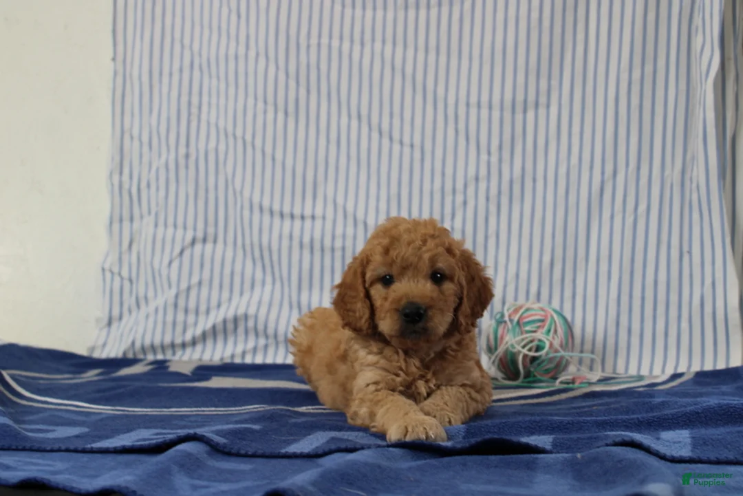Mini Goldendoodle dogs for sale: Maverick - Ad 1