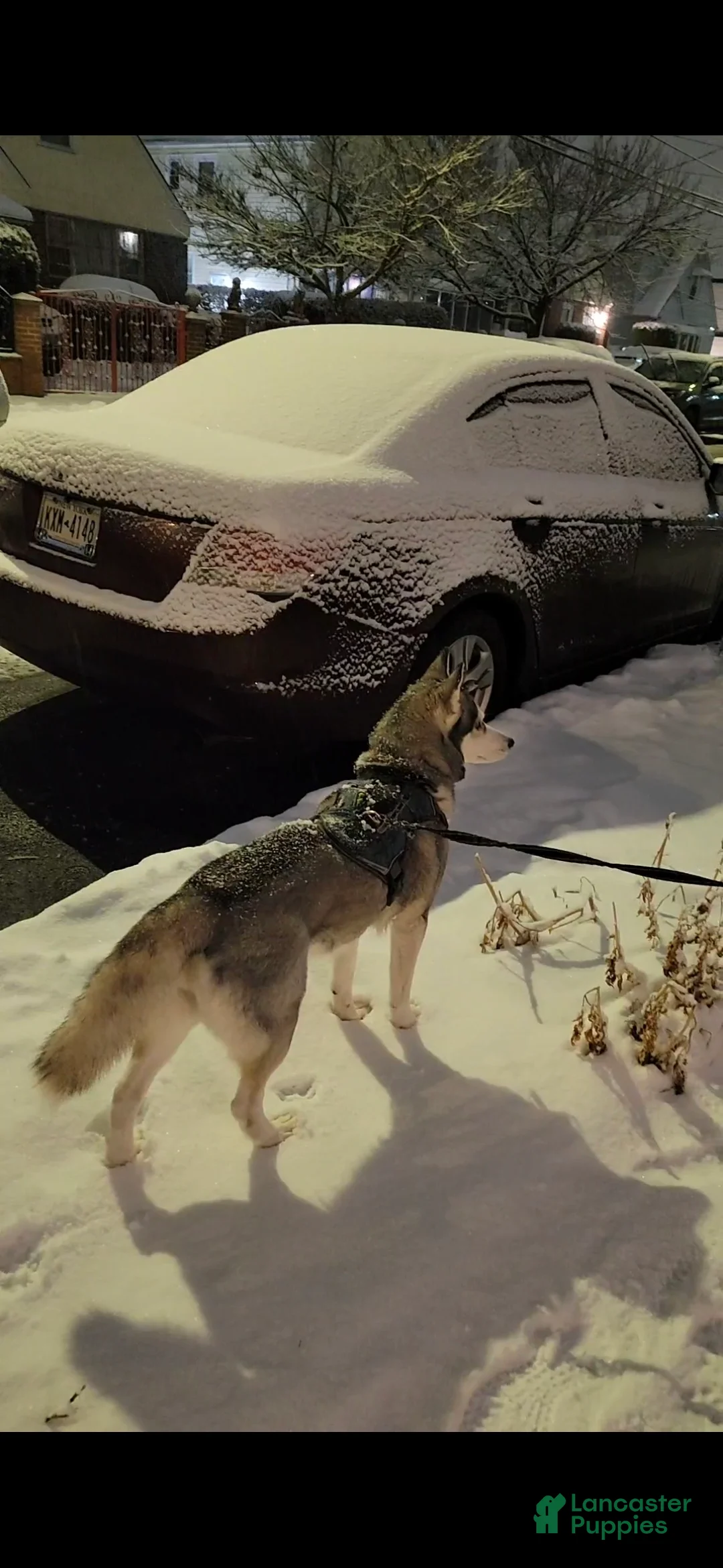 Siberian Husky dogs for sale: Siberian Husky Puppy 2 - Ad 2