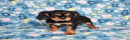 Cavalier King Charles Spaniel dogs for sale: Blaze | Genetically Screened  - Ad 3