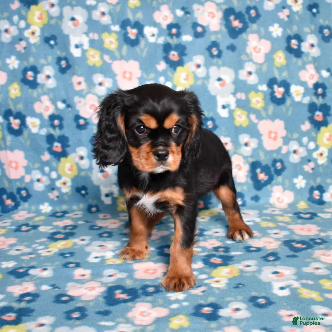 Cavalier King Charles Spaniel dogs for sale: Blaze | Genetically Screened  - Ad 3