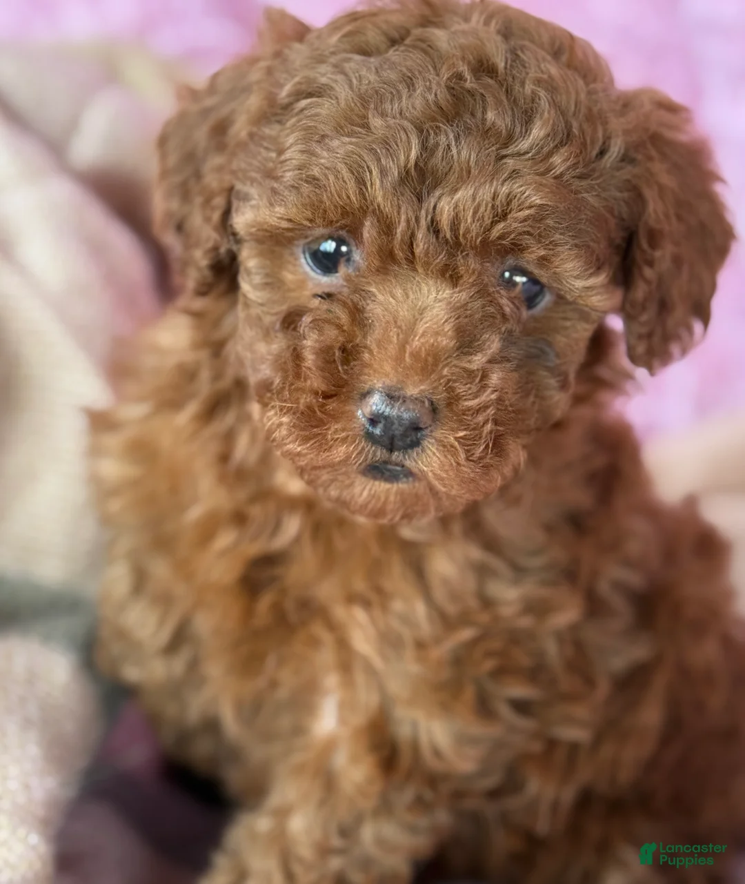 Toy Poodle dogs for sale: Nana - Ad 12