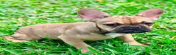 French Bulldog dogs for sale: Carter - Ad 2