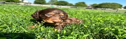Miniature Dachshund dogs for sale: Dunkin - Ad 6