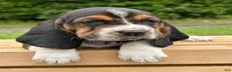 Basset Hound dogs for sale: Isabella - Ad 6