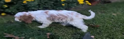 Cavapoo dogs for sale: Mr Benny - Ad 2
