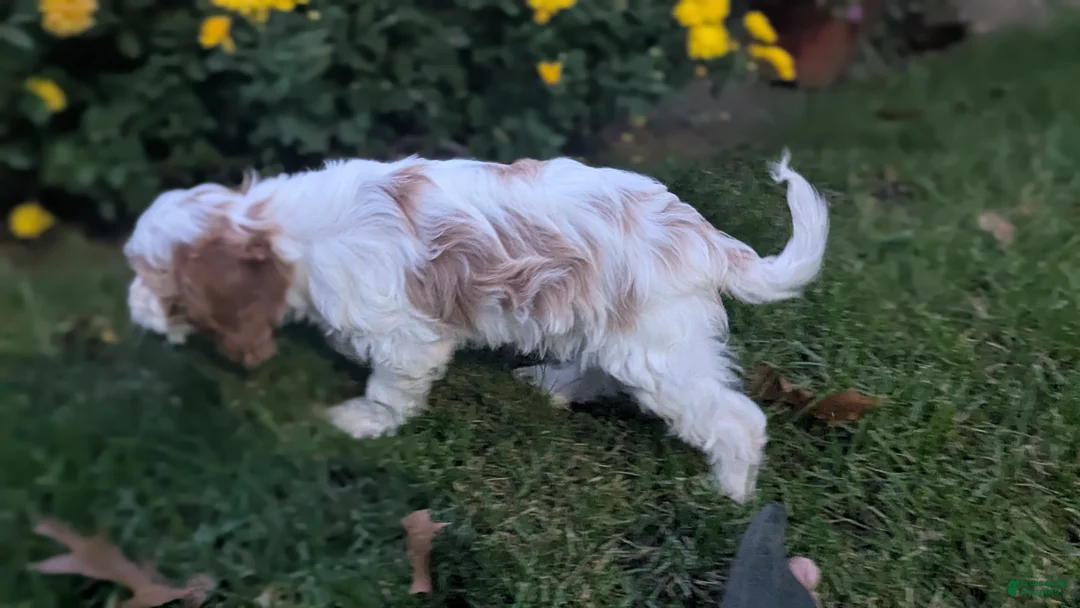 Cavapoo dogs for sale: Mr Benny - Ad 2
