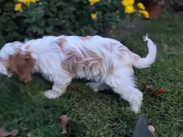 Cavapoo dogs for sale: Mr Benny - Ad 2