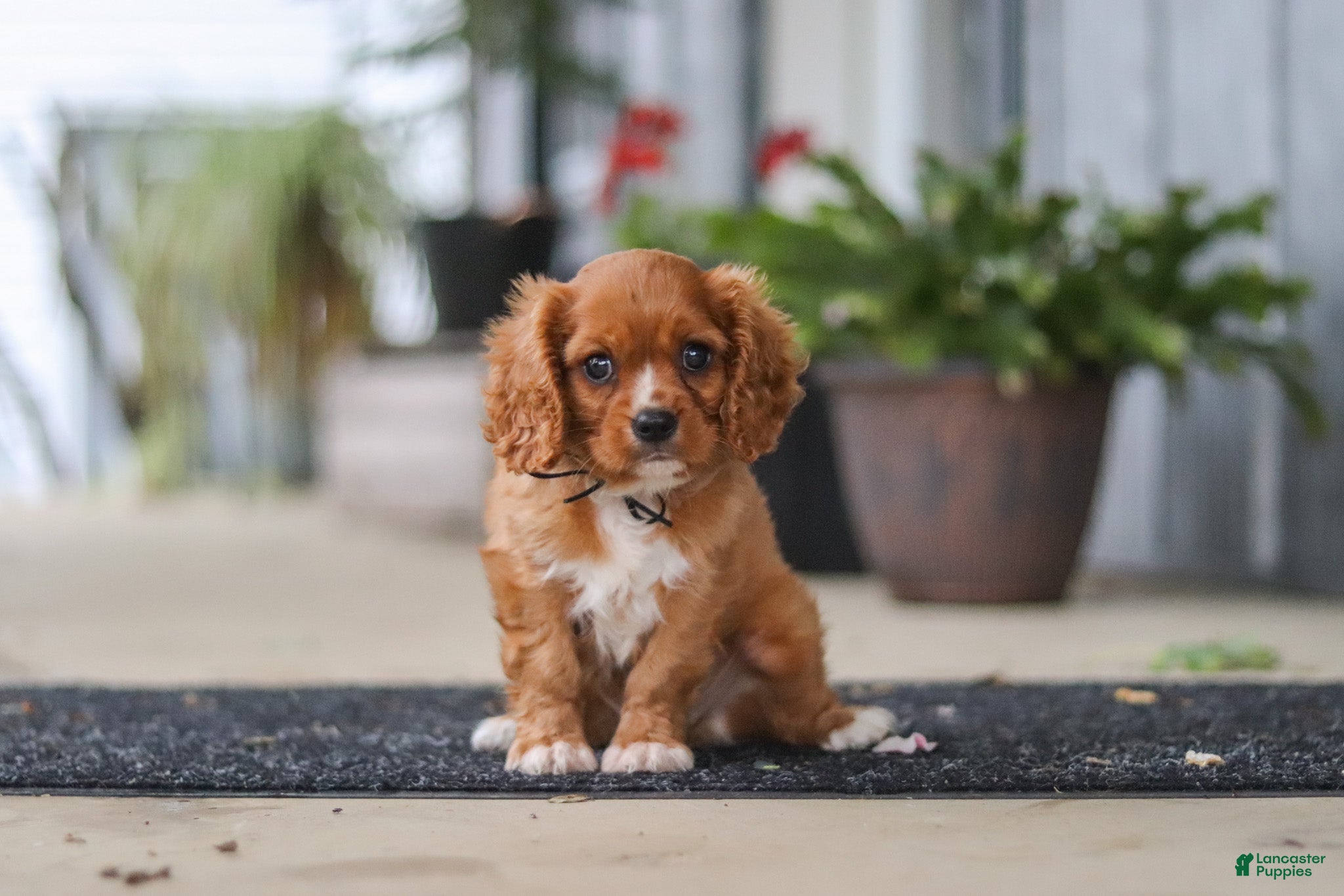 Cavalier King Charles Spaniel dogs Chase - Ad 1