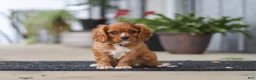 Cavalier King Charles Spaniel dogs for sale: Chase - Ad 1