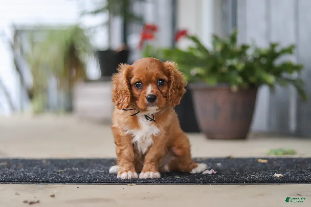 Cavalier King Charles Spaniel dogs for sale: Chase - Ad 1