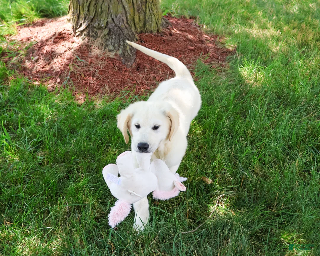 Golden Retriever dogs for sale: Cecily - Ad 1
