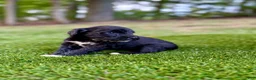 Portuguese Water Dog dogs for sale: Oscar - Ad 11