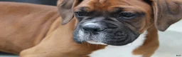 Boxer dogs for sale: Alex - Ad 5