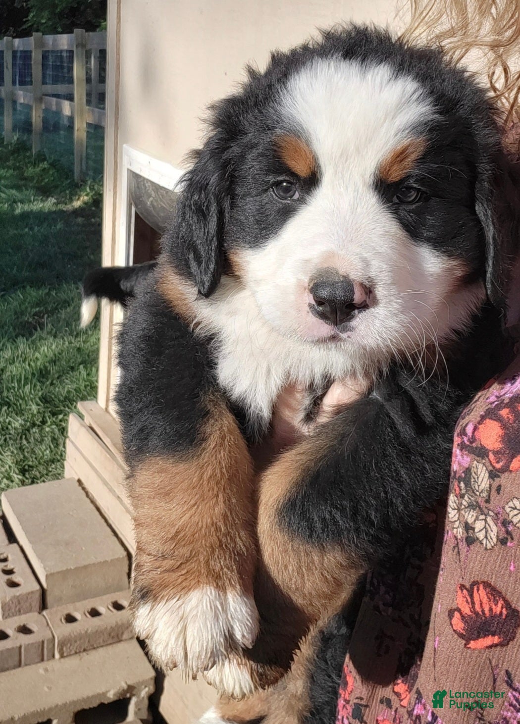 Bernese Mountain Dog dogs Bernese Mountain Dog Puppy 5 - Ad 1
