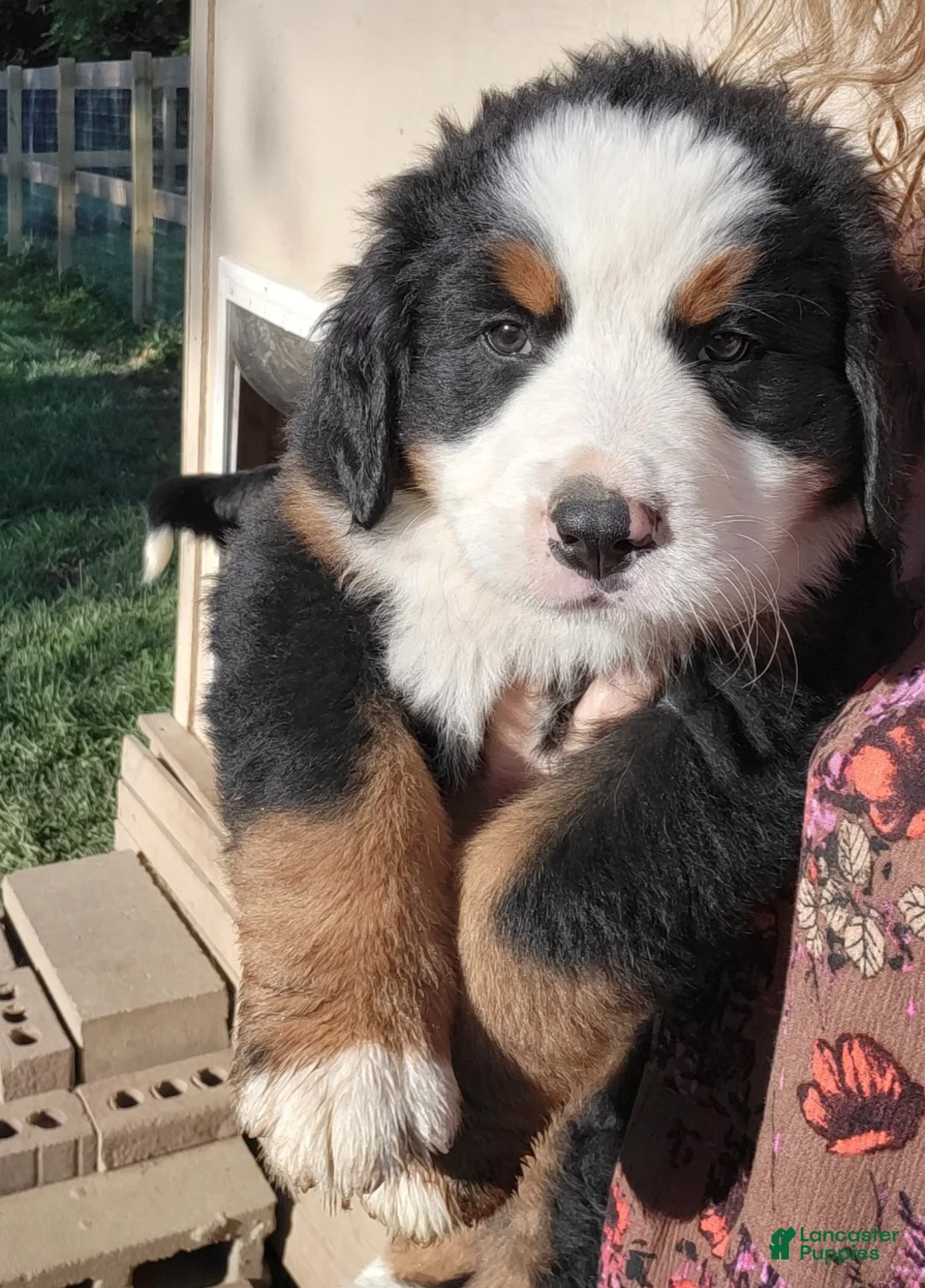 Bernese Mountain Dog dogs for sale: Bernese Mountain Dog Puppy 5 - Ad 1