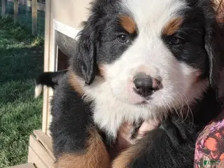 Bernese Mountain Dog dogs for sale: Bernese Mountain Dog Puppy 5 - Ad 2