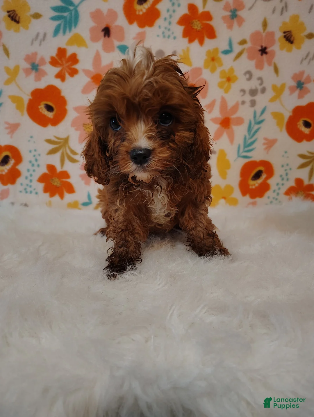 Cavapoo dogs for sale: Jasmine  - Ad 1