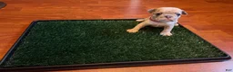 French Bulldog dogs for sale: Snow - Ad 2