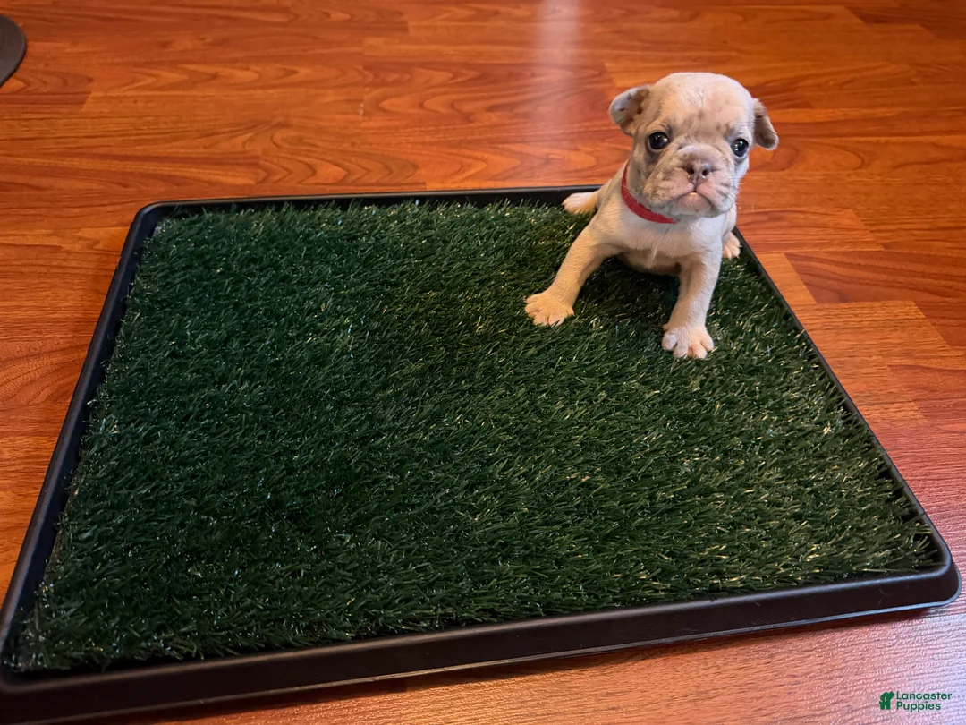 French Bulldog dogs for sale: Snow - Ad 2