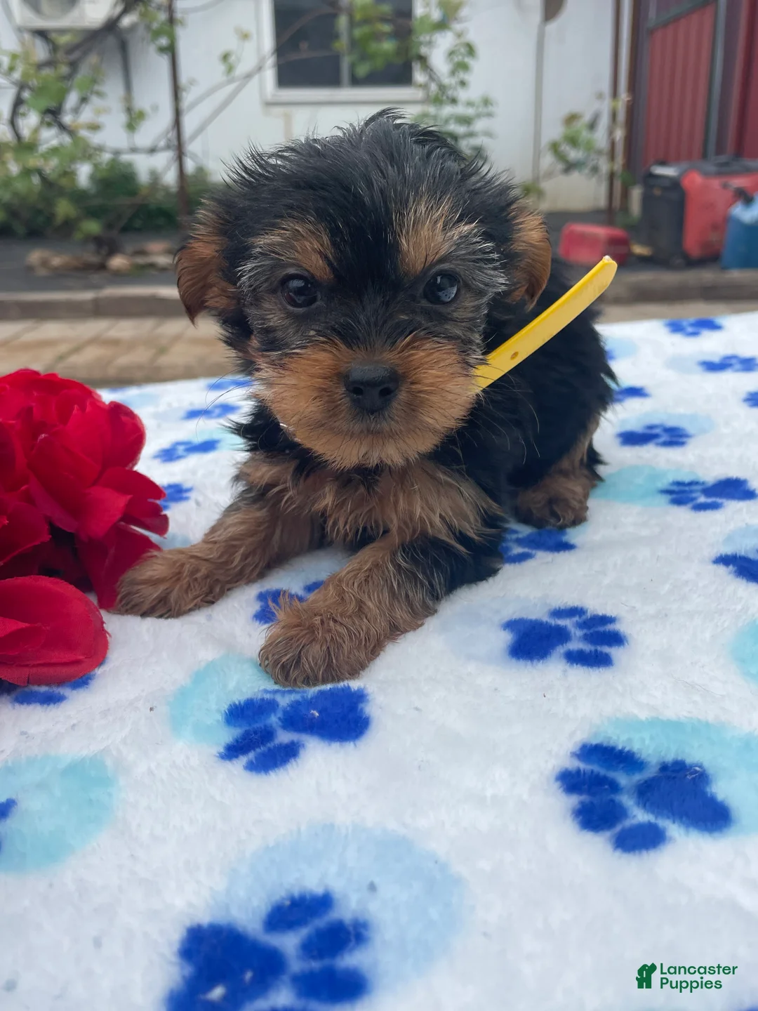 Yorkshire Terrier dogs for sale: Prince - Ad 4