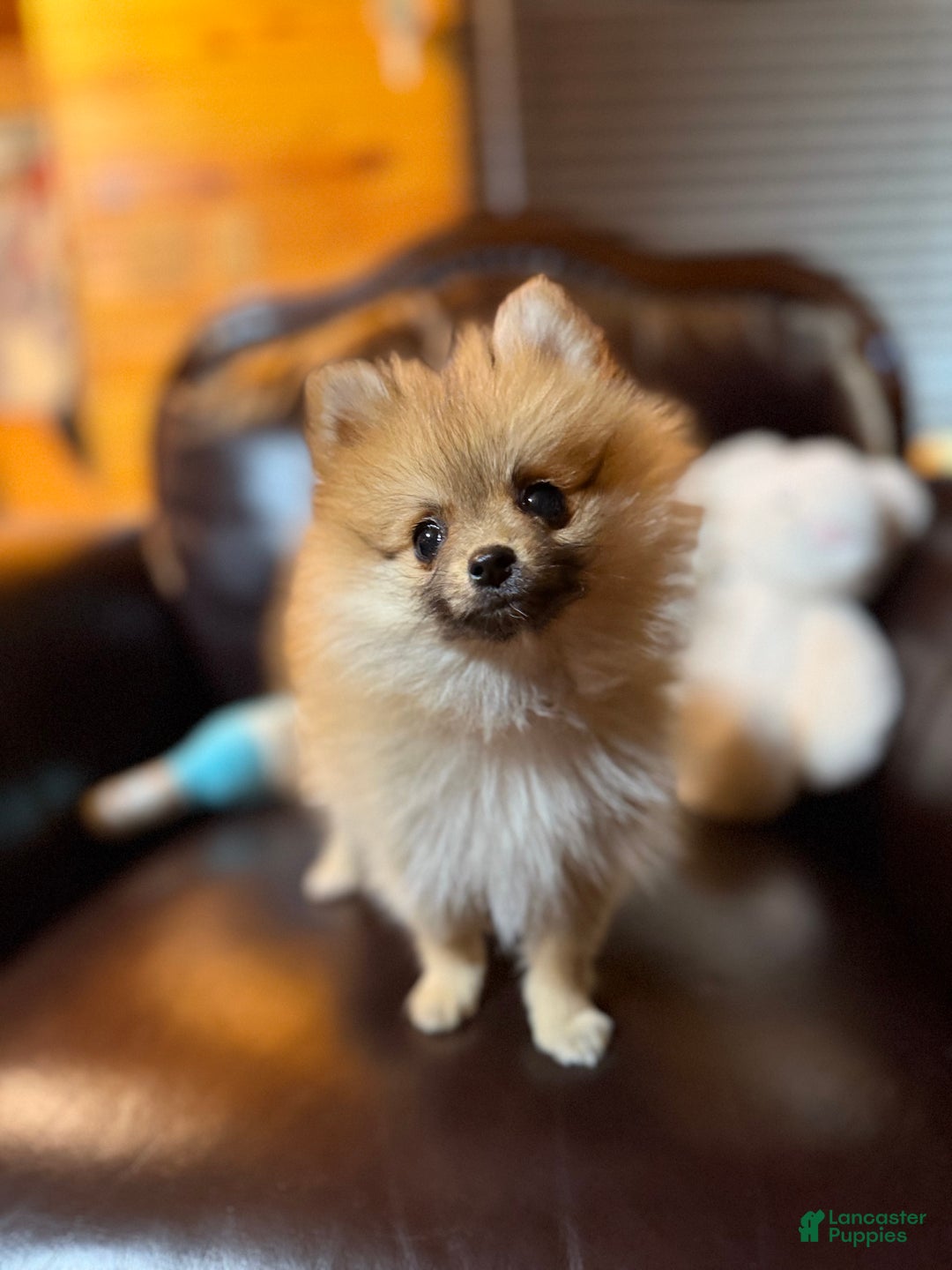 Pomeranian dogs for sale: Tiny Tim  - Ad 22