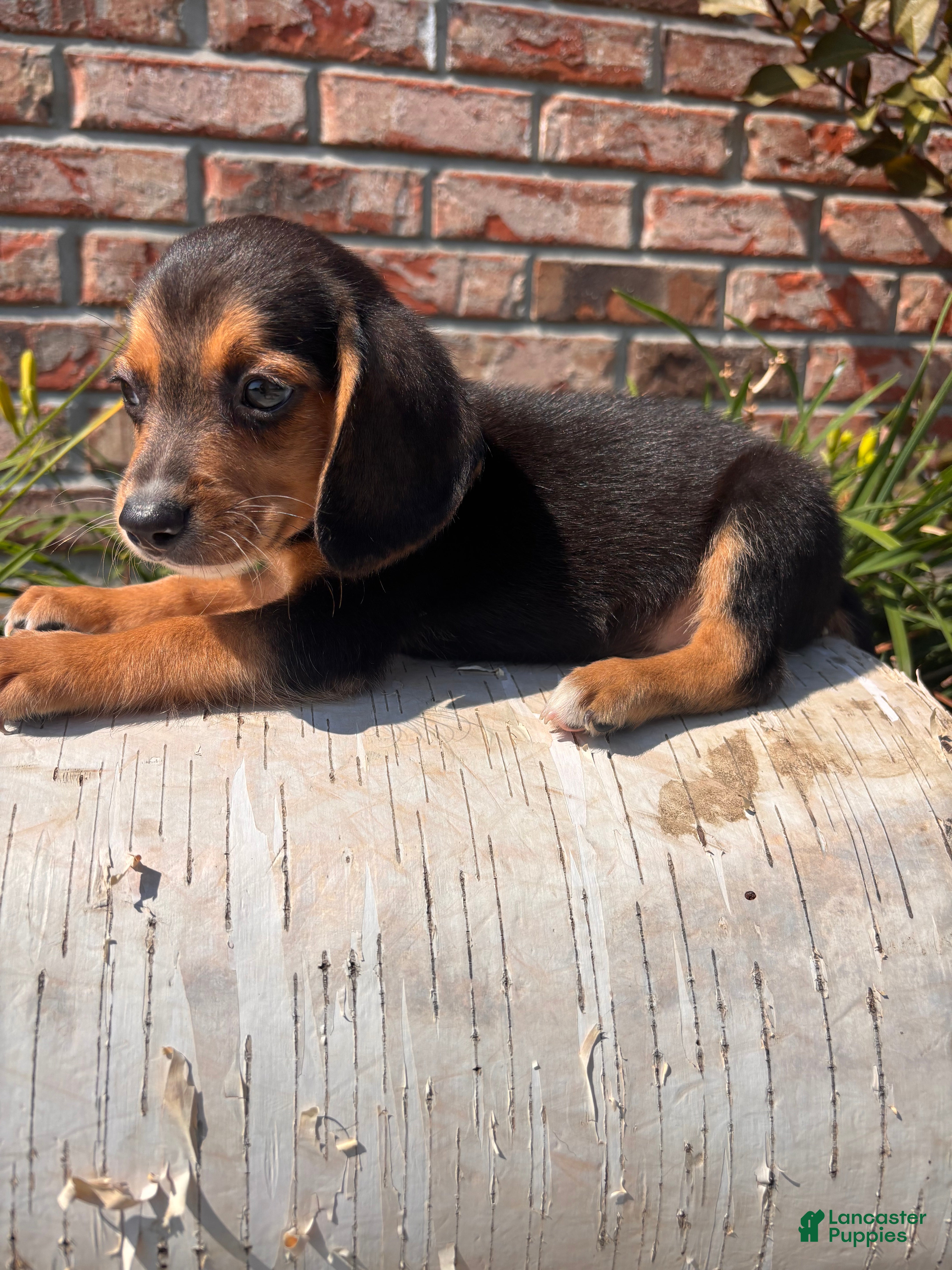 Beagle dogs Buck - Ad 1