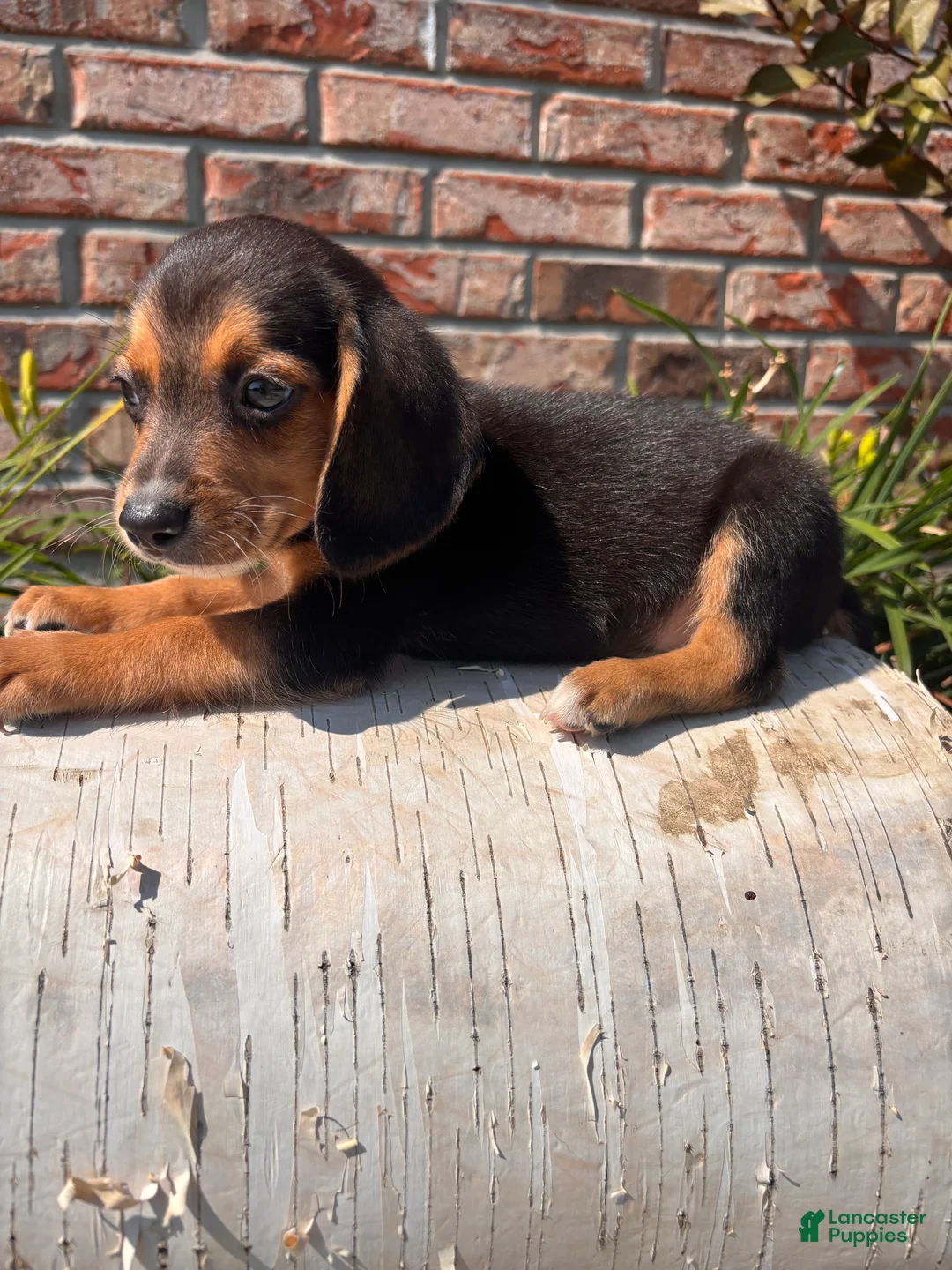 Beagle dogs for sale: Buck - Ad 1