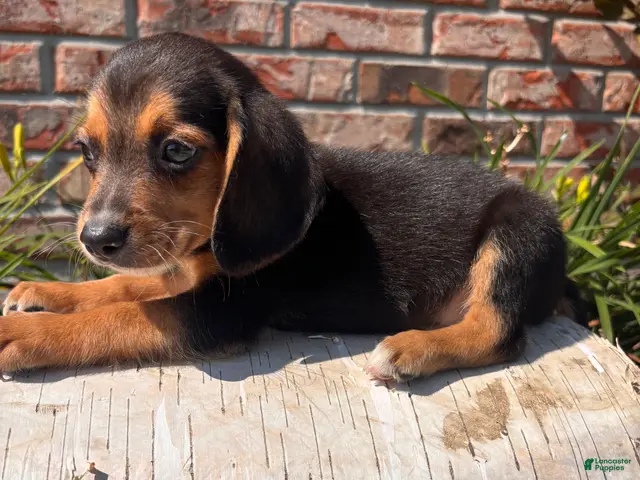 Beagle dogs Buck - Ad 1