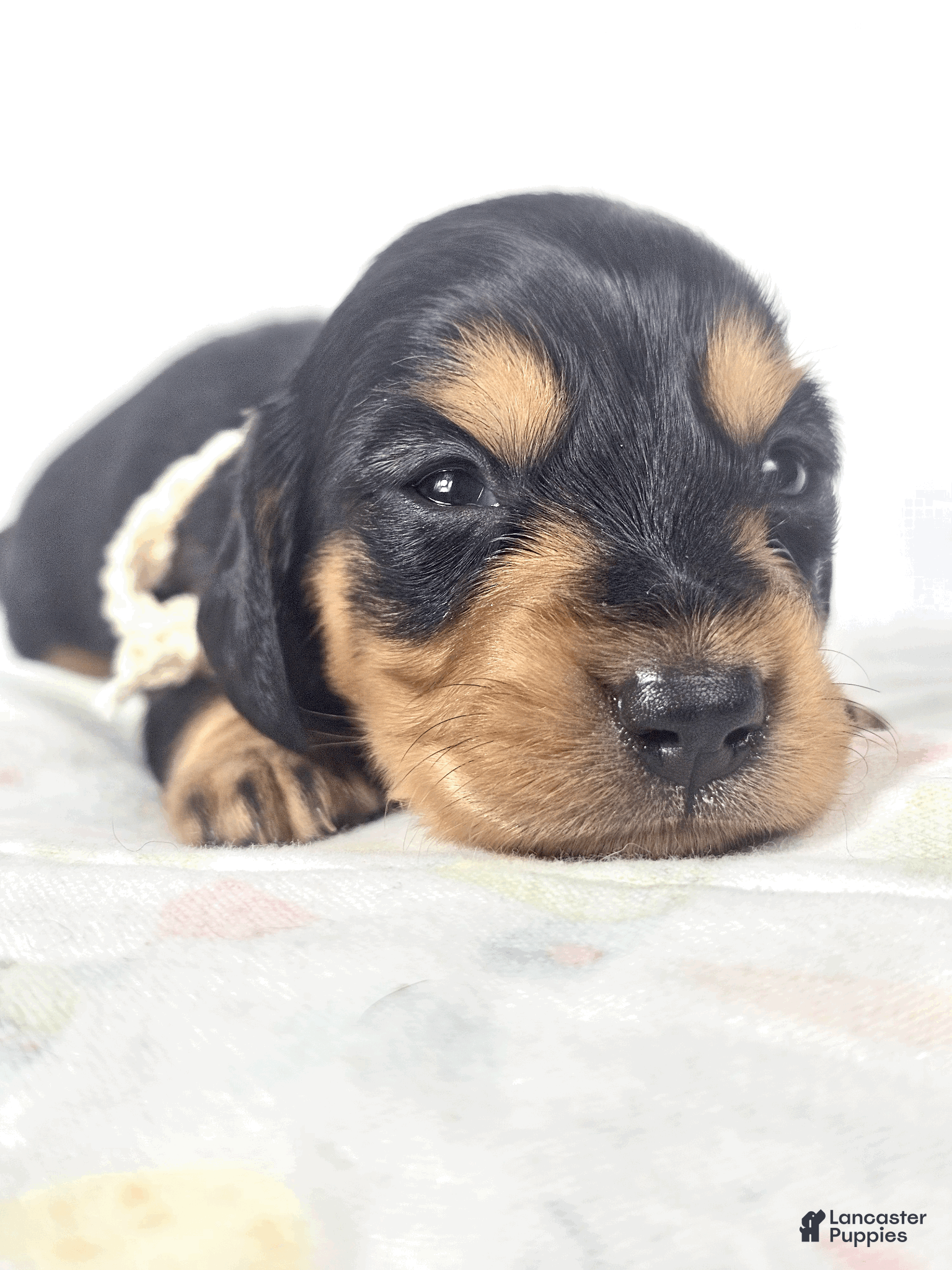 Miniature Dachshund dogs Cheese - Ad 2