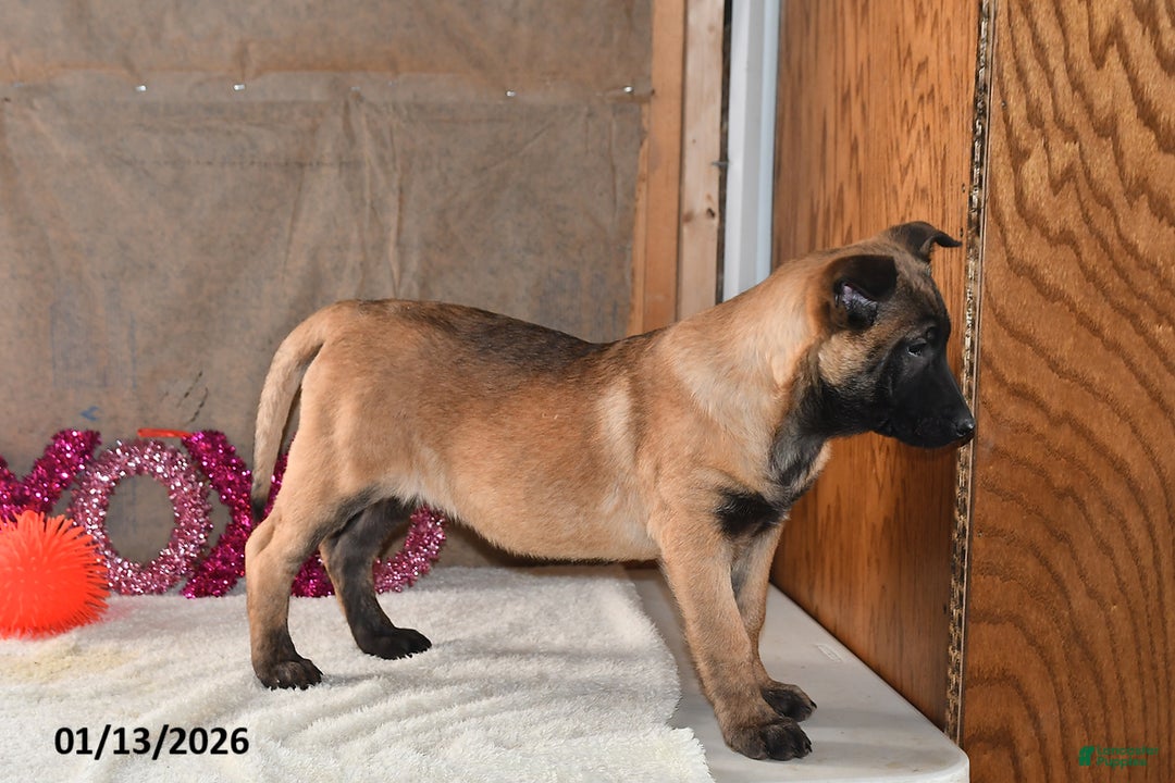 Belgian Malinois dogs for sale: Scarlet - Ad 5